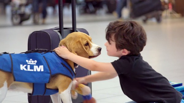 Clip chú chó thông minh tìm kiếm đồ thất lạc tại sân bay hút 4,5 triệu lượt view
