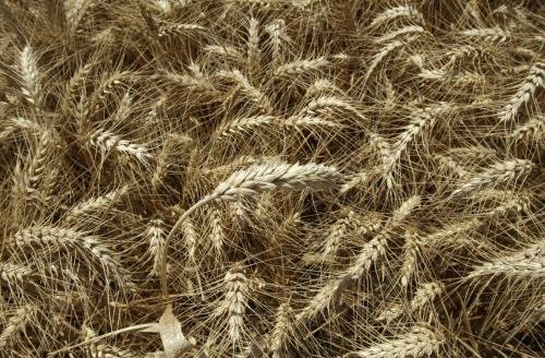 Nga sẽ dẫn đầu thế giới về xuất khẩu lúa mì