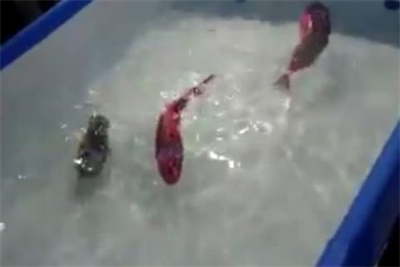 Nhật Bản chế tạo cá robot sống động như thật!
