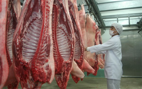 Không dễ xuất khẩu thịt lợn sang Nga
