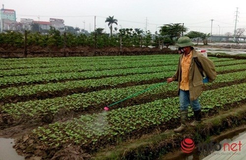 Phun hơn 100 tấn thuốc sâu TQ vào rau, hỏi sao người Việt không bị đầu độc?