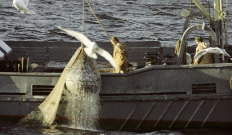 Từ ngày 31 tháng Giêng Liên bang Nga cấm nhập khẩu cá tra từ Việt Nam