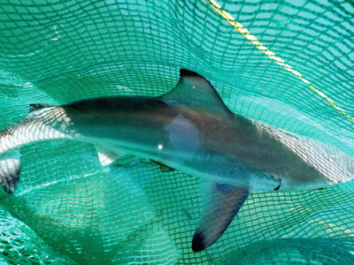 Kiểm tra thông tin cá mập xuất hiện tại Khánh Hòa