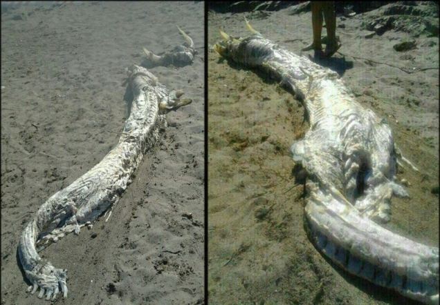 Tìm thấy 'quái vật biển' lạ tại Tây Ban Nha
