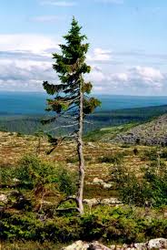 Có tin được không khi đây chính là cây già nhất thế giới có tuổi thọ 9.550 năm