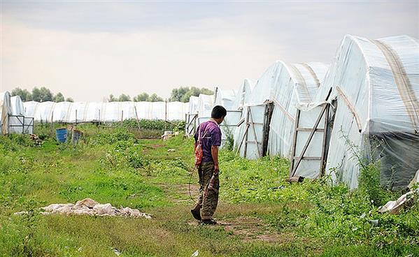 Tỉnh Volgograd: Lao động nhập cư bất hợp pháp trồng rau quả với hóa chất