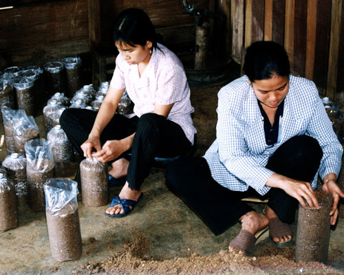 1 tỉ USD từ nấm