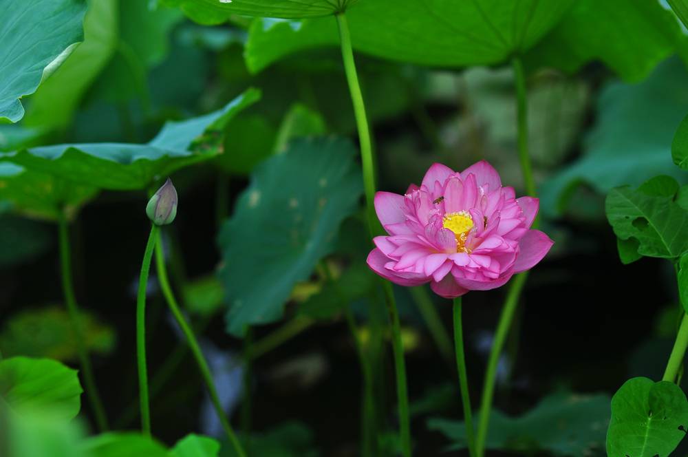 Vẻ đẹp thuần khiết của hoa Sen - Phần 3