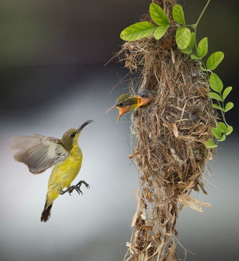Tình mẫu tử của thế giới loài chim