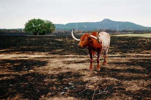 Bò có sừng dài gần 3 mét