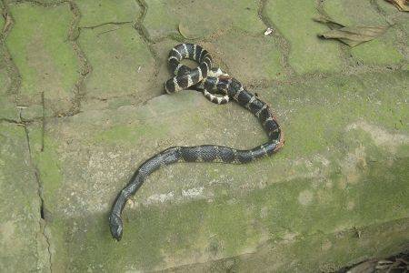 'Rắn hiện hồn' - trò bịp của thầy cúng