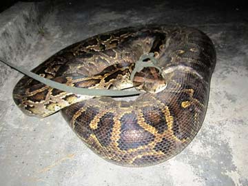 Bắt được con trăn nặng gần 40kg