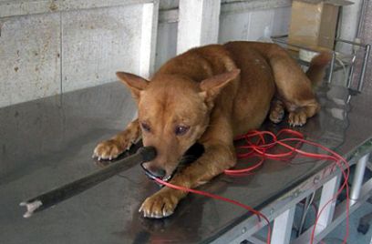 Cả làng thức đêm giữ... chó