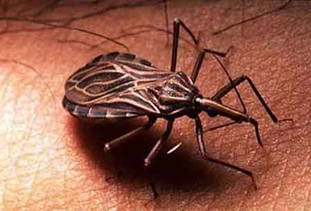 Bệnh mới nguy hiểm như AIDS