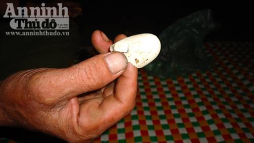 Cả làng hoảng sợ vì rắn hổ chúa tấn công trả thù cho đồng loại