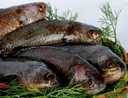 Vụng nước lúc nhúc cá tiến vua tưởng đã tuyệt chủng