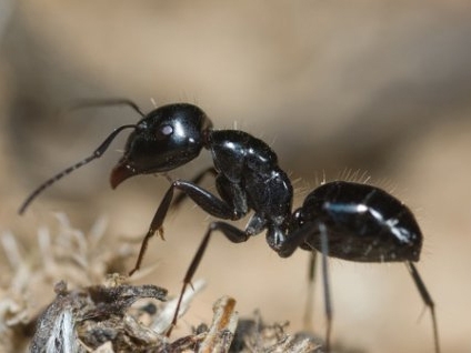 Kiến thông minh hơn người?