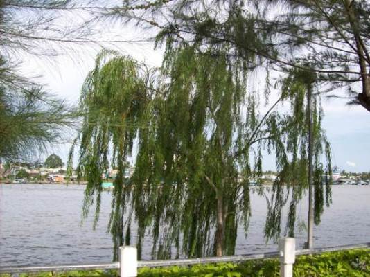 Có nên trồng liễu trước cửa nhà?