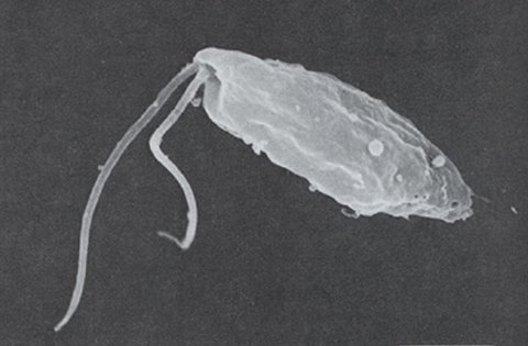 Thông tin bất ngờ về “amip ăn não người”