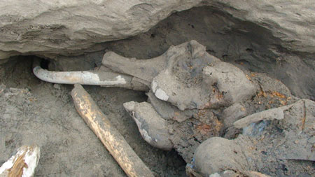 Cậu bé Nga phát hiện voi ma mút 30.000 năm trước