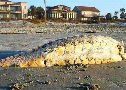 “Quái vật” dạt vào bờ biển Mỹ