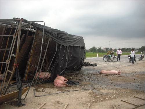 Lật xe chở lợn, dân ùa ra vồ cướp giữa đường