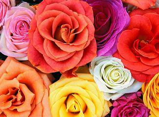 Hoa hồng trao tặng chị em trong các công viên Matxcơva ngày 8 tháng Ba