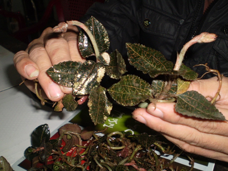 Đổ xô hái Kim Cương bán sang Trung Quốc