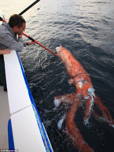 Mực khổng lồ dài bốn mét