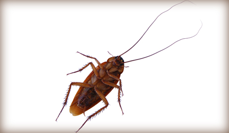 Cuộc thi ăn gián kết thúc với cái chết của người đoạt giải (Cập nhật video)