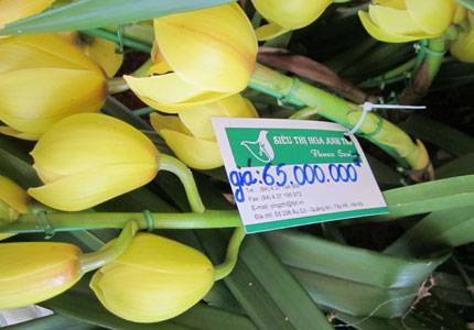 Đại gia chơi hoa Tết: 65 triệu đồng/chậu địa lan