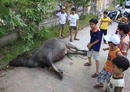 Nổ tám phát súng giết trâu điên trên phố