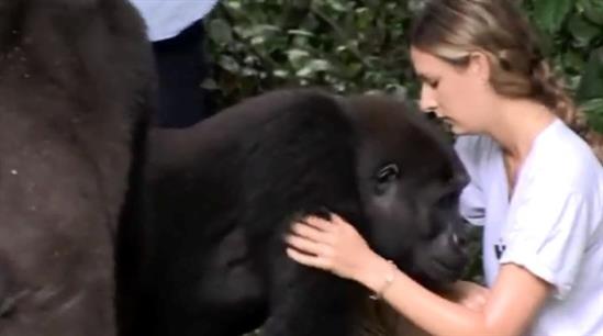 Video: Hai chú khỉ đột vẫn nhận ra ân nhân sau hơn 12 năm xa cách