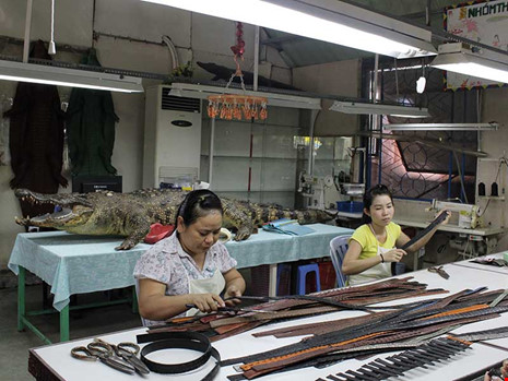 Đến cá sấu cũng ''sợ'' thương lái Trung Quốc