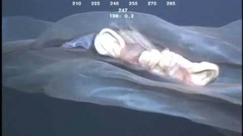 Phát hiện sinh vật kỳ quái dưới lòng biển sâu