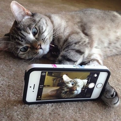 Nổi tiếng trên Instagram: Nhiều người thua cả một con mèo