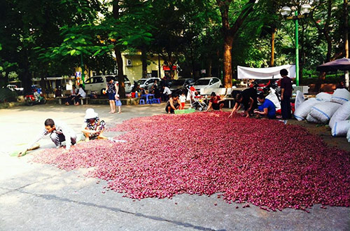 Người dân Lý Sơn 