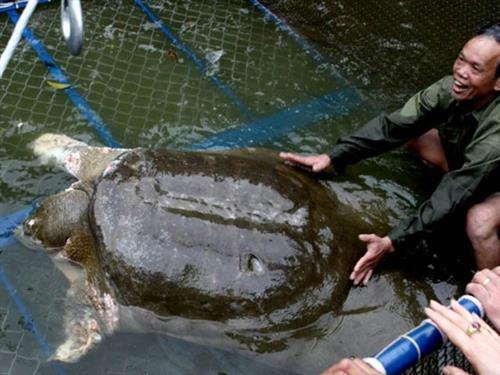 Báo nước ngoài đưa tin rùa hồ Gươm chết