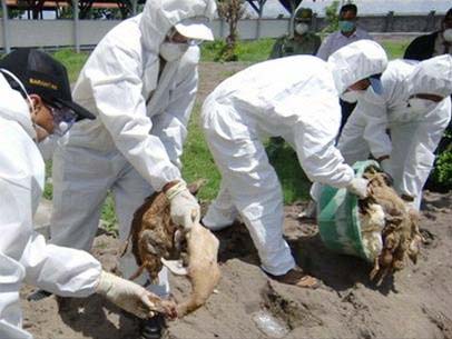 Dịch cúm gia cầm bùng phát tại 10 tỉnh, thành phố