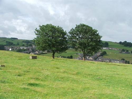 Cây cối cũng có thể tình tự với nhau?