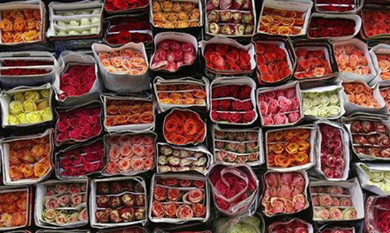 Mátxcova tiêu thụ hơn 2 tỷ bông hoa mỗi năm