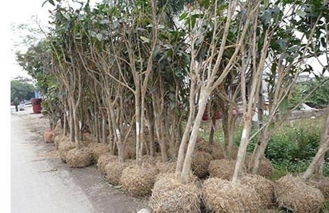 Bất thường thương lái TQ tận thu cây hải đường