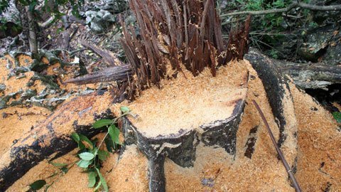 Rừng bị 'giết', Bắc Kạn 'trảm' hàng loạt cán bộ