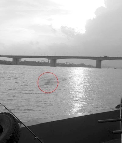 Chụp được ảnh thủy quái trên sông Hồng?
