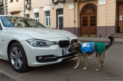 Cảnh sát Nga cử 10 chú chó 'bắt' xe vi phạm