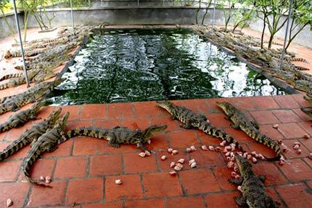 Đại gia Việt chơi ngông như đế vương