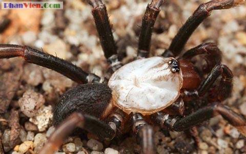 Tây choáng váng với clip ‘chế biến giun’ ở Hà Nội