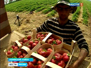Moskva và mùa thu họach dâu tây: hương vị của mùa hè.