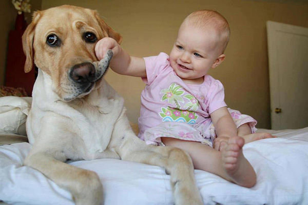 22 khoảnh khắc đáng yêu giữa các em bé và cún cưng khổng lồ