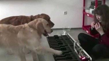 Xem “nghệ sĩ 4 chân” chơi đàn điêu luyện